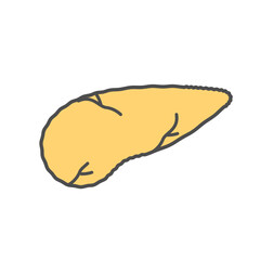 膵臓　イラスト
