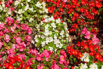 Obraz premium Rote und weisse kultivierte Begonien in einem Blumenbeet, (Begonia sp.), Deutschland