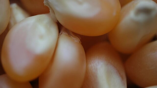 close up of a corn