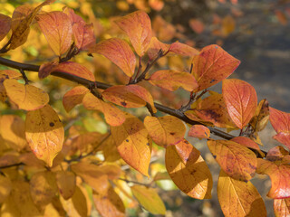 branch of aronia in autumn day