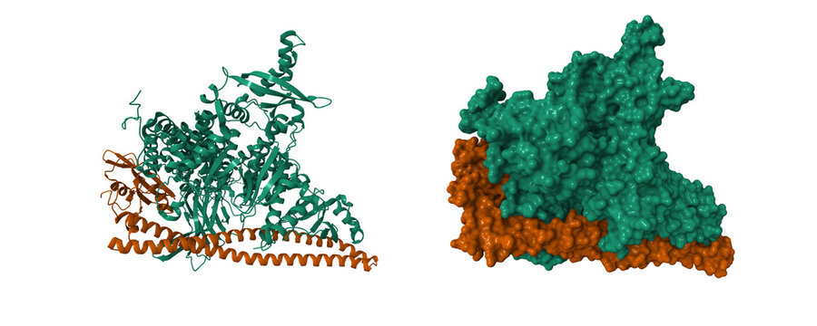 Crystal structure of PI3Kalpha. Catalytic subunit is shown in green, regulatory subunit im brown. 3D cartoon and molecular surface models, PDB7pg5, entity id color scheme
