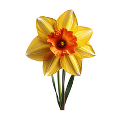 Daffodil isolated on transparent background