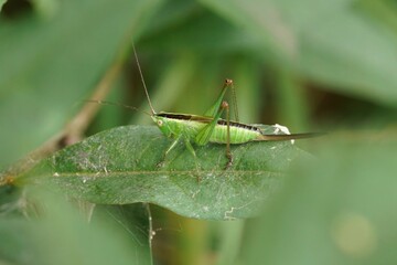 A lesser Meadow Green Katydid , Conocephalus, Grasshopper on Leaf Close-Up
