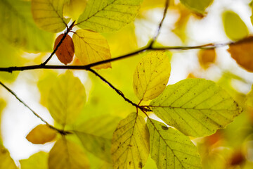 Close-up of Autumn Leaves with Golden Hues. Detailed close-up of autumn leaves with vibrant yellow and orange hues, capturing the essence of seasonal change in nature.