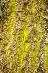 Close-up of Mossy Tree Bark Texture. Detailed texture of tree bark covered in green moss, highlighting natural patterns and rugged surface in a forest setting.