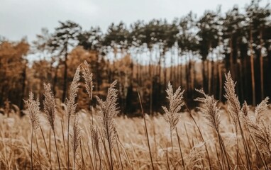 Fototapeta premium A low-angle shot capturing tall grasses in the foreground, with a softly blurred forest in the background under an overcast sky