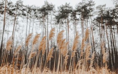 Fototapeta premium A low-angle shot capturing tall grasses in the foreground, with a softly blurred forest in the background under an overcast sky, showcasing a palette of beige 