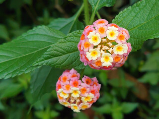 Close-Up of Vibrant Lantana Flowers in a Garden Setting
