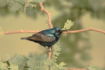 Obraz premium Purple Sunbird