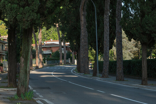 Vista del viale alberato di pini che porta a Montecatini Alto durante un caldo tramonto autunnale con la luce del sole che filtra attraverso i rami degli alberi. 