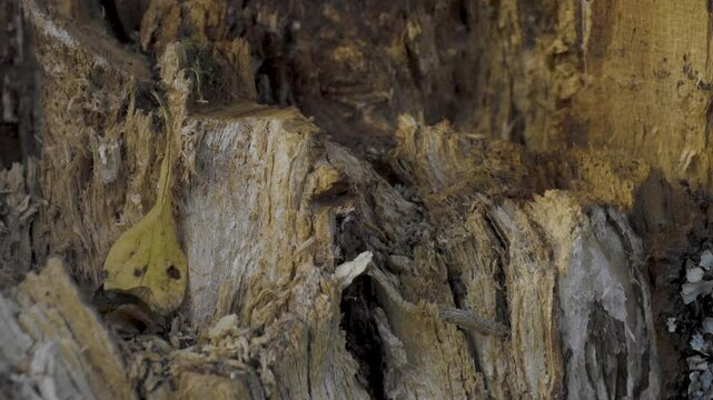 Bruchstelle an einem Baum. Vom Sturm verursacht