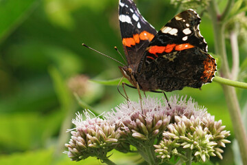 Red Admiral, Vanessa atalanta, Butterfly on Pink Flowers