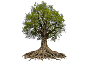 Large old tree with gnarled roots and twisted branches isolated on transparent or white background