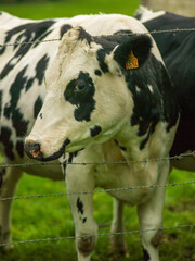 Cows near a fence on a misty day in Normandy 