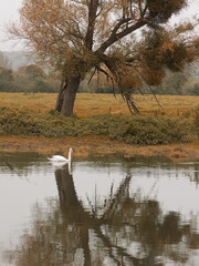 Trees reflecting in the eure river water on a foggy autumn day , with a swan on the water