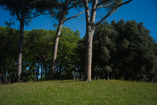 Vista del parco Pineta di Montecatini Terme durante una bella e serena giornata autunnale con cielo azzurro e senza nuvole sull'orizzonte.