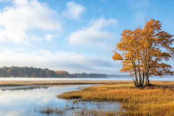 Autumn sunrise over tranquil lake with a golden tree