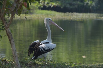 Pelican bird near water's edge, a lake environment