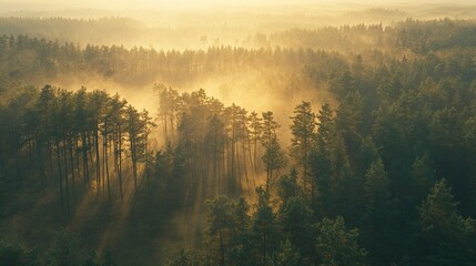 Aerial view on green pine forest illuminated by the morning sunlight. Panoramic image