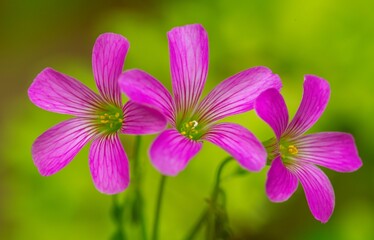 Fototapeta premium Perfect harmony. Three pink wood sorrel flowers (Oxalis crassipes rosea), private garden, Uniondale.