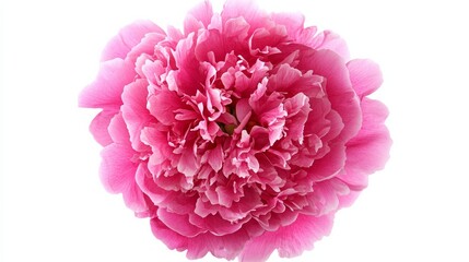 Naklejka premium A pink flower with a white background