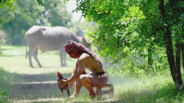 Lifestyle of Asian concept. A man is raising chickens and buffaloes. The man with cock fighting Is a way of Asia in the popular East. 
