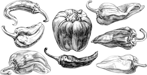 Pepper set hand drawn engraved ink art collection. Isolated paprika on white background.