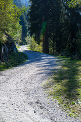 Fototapeta premium Forest road in the mountains