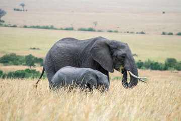 Big elephants in their habitat in Africa, Masai Mara Reserve, Kenya