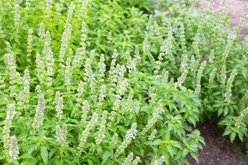 Lemon basil, Hoary basil, Hairy basil