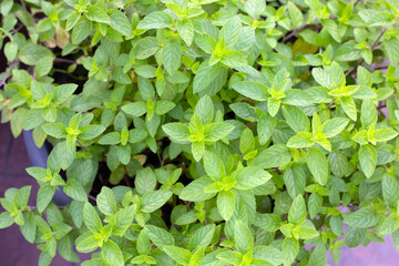 Fresh mint leaves in the garden