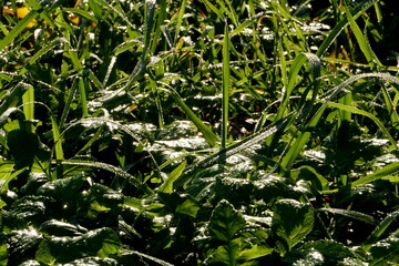 Red and yellow leaves on the green grass, Green grass with dewdrops in the SUNLIGHT