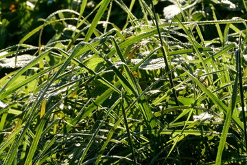 Red and yellow leaves on the green grass, Green grass with dewdrops in the SUNLIGHT