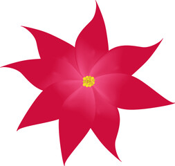 Fototapeta premium Poinsettia flower on isolated background as a Christmas decoration