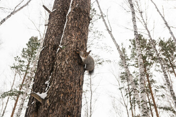Obraz premium A red-gray squirrel sits on an old pine tree in a winter forest. The natural habitat of squirrels