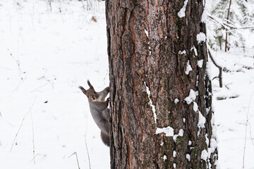 A red-gray squirrel sits on an old pine tree in a winter forest. The natural habitat of squirrels