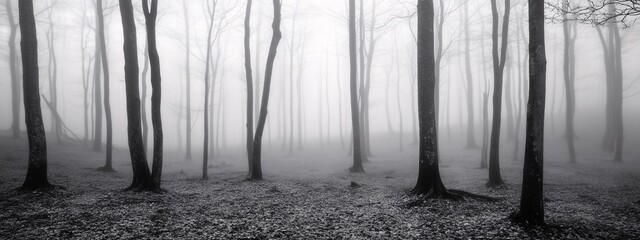 Horror Foggy Mystery Forest, Scary Scene Misty Woods