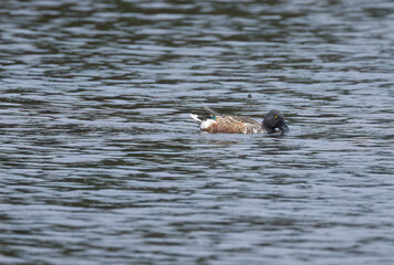 shoveler bird half in the water, sweet shoveler bird with half head in the lake, Spatula clypeata on the lake, waterfowl in the pond, Spatula clypeata