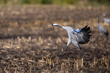 Kranich im Anflug auf ein abgeerntetes Maisfeld