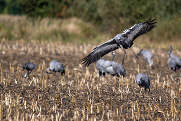 Kranich im Anflug auf ein abgeerntetes Maisfeld