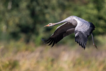 Kranich Jungtier im Anflug auf ein abgeerntetes Maisfeld
