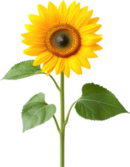 Fototapeta premium Sunflower with Green Leaves, isolated on transparent background