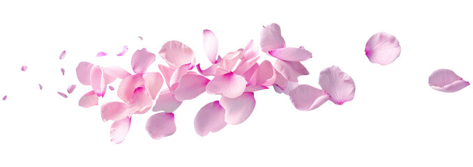 Pink flower petals floating on the wind, isolated on transparent background