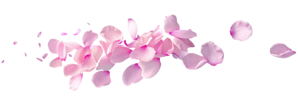 Pink flower petals floating on the wind, isolated on transparent background - Powered by Adobe