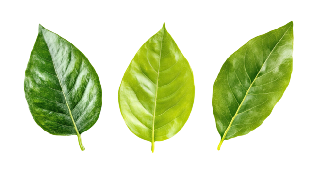 Tropical Green Leaves for Decoration on a Transparent Background Generative AI