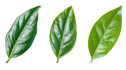 Obraz premium Tropical Green Leaves Collection for Artistic Decoration and Design Generative AI