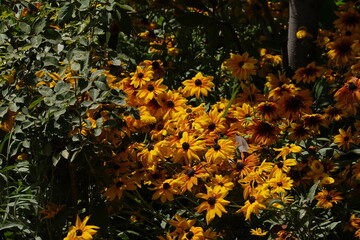 Obraz premium Coreopsis