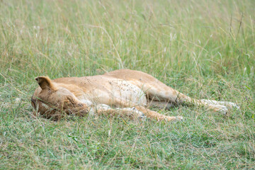 A young lion cub is currently resting and lying in the grass, Masai Mara, Kenya