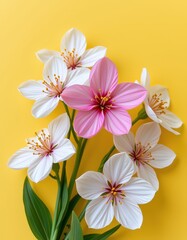 Naklejka premium white flowers on a pink background