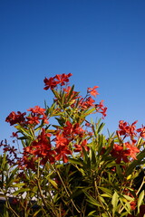 red flowers against blue sky